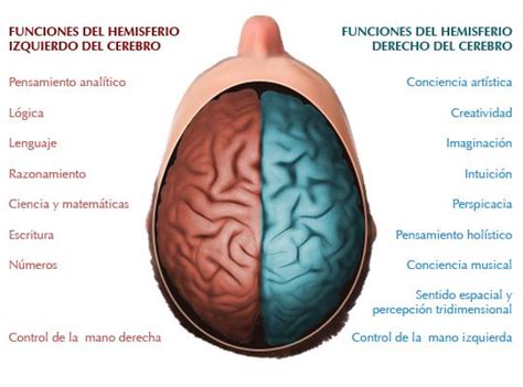 Funciones Hemisferios Cerebrales Metodo Silva Intuicion Hemisferio Izquierdo