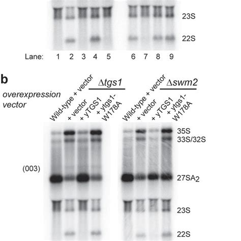 Analysis Of Pre Rrna Processing Defects In Strains Overexpressing