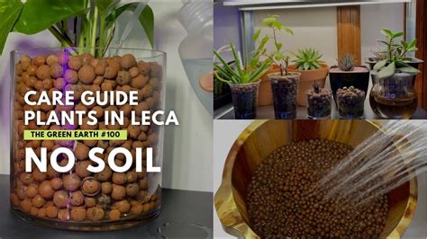 100 Care Guide In Growing Indoor Plants In Leca Houseplant Care Youtube