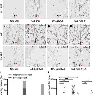 Scm Is Cell Autonomously Required For Dendrite Pruning In DdaC Neurons