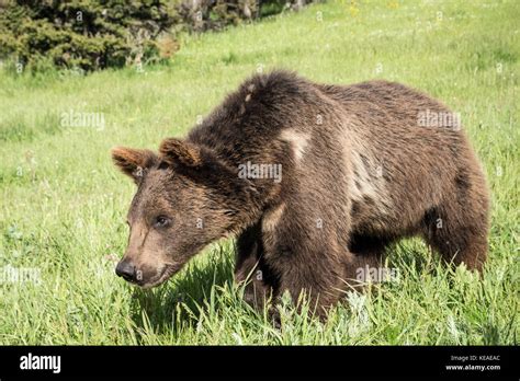 Young Grizzly Bear Walking In A Meadow Near Bozeman Montana Usa