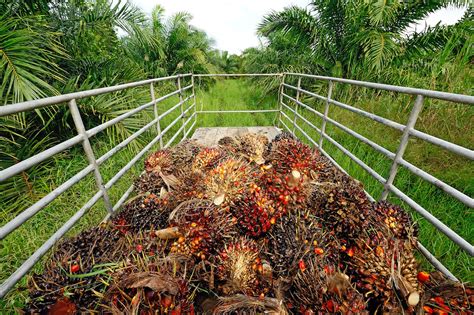 Das Palmöl Problem Über Anbau Herstellung Umwelt Indojunkie