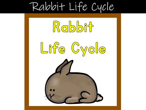 Rabbit Life Cycle Digital Download Products Teacher Resources Etsy