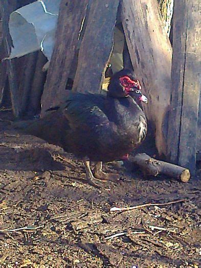 rate lesesti mute gigiag