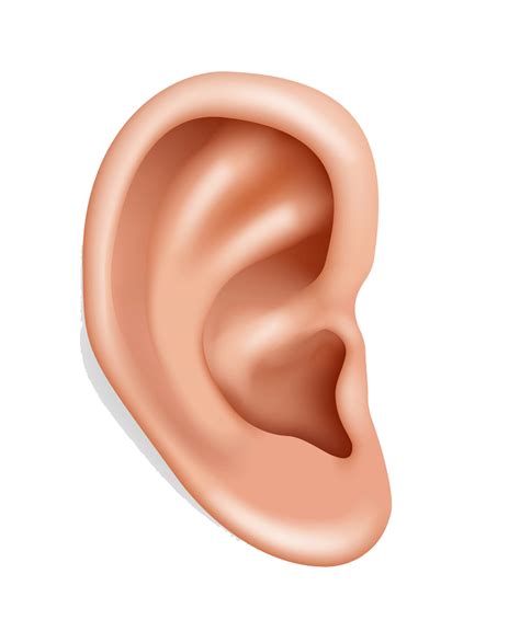 Detail Human Ear Clipart Transparent 1 Clipart World