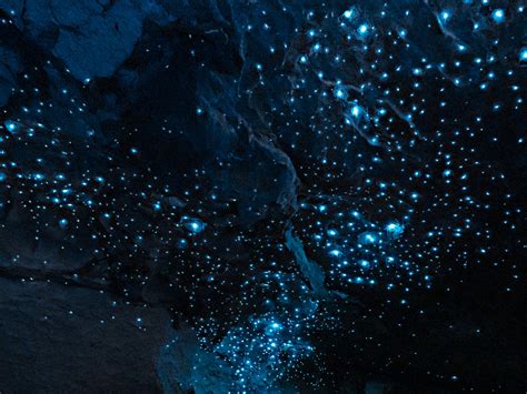 Te Anau Glowworm Caves