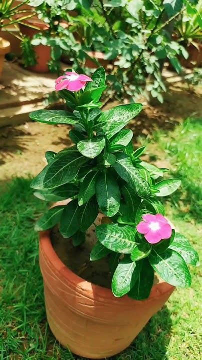 Vinca Seasonal Plant Short Videoyoutube Youtube