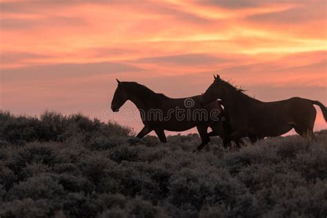 Wild Horses at Sunset stock image. Image of wyoming - 215350525