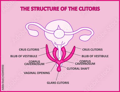 The Structure Of The Clitoris A Medical Poster Female Anatomy Vagina