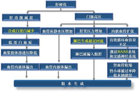 肝硬化腹水形成的机制 京东健康