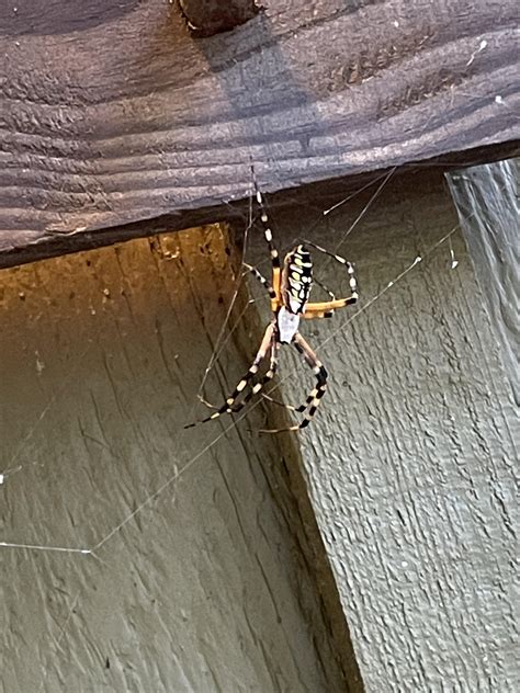 What Type Of Spider Is This Found In Old Town Florida West Of