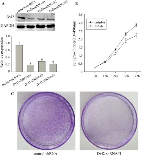 Knockdown Of Dvl Inhibited Proliferation Of Eca Cells A Eca