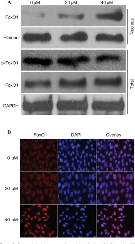 Figure From Curcumin Induces G M Arrest And Triggers Apoptosis Via