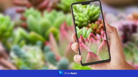 Aplicativos Para Identificar Plantas Dicasapps