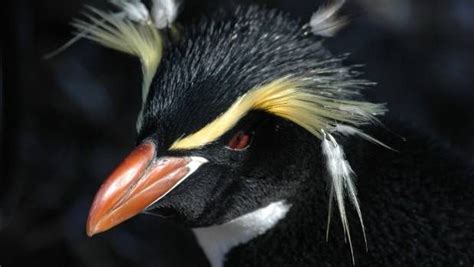 Otago University Finds Extinct Tasmanian Penguin Never Existed