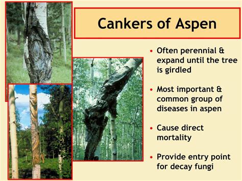 Ppt Principles Of Plant Pathology And Important Forest And Range