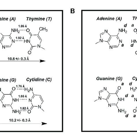 A Structures Of Watson Crick Base Pairs Are Stabilized By Hydrogen