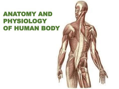 Anatomy And Physiology Of Human Body Rtf Pdf