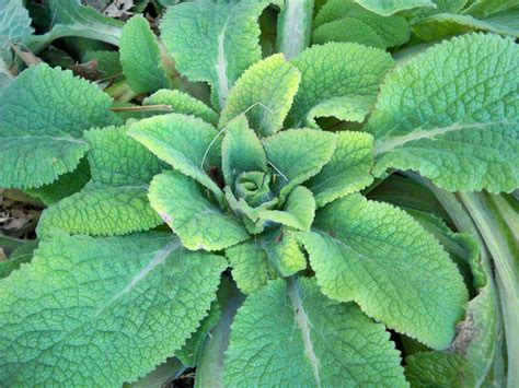 Foxgloveor Comfrey Plant Identification Plant Leaves Plants