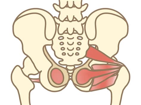 お尻の筋肉は一つではない？何筋を鍛えるべきなのか？トレーナーが徹底解説｜コラム｜コラム｜20分フィットネス スマートウェイ