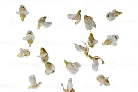 Justicia adhatoda vasica or Malabar nut flower isolated on white background 40331697 Stock Photo ...