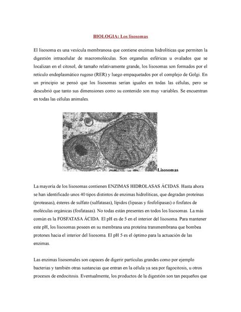 Los Lisosomas Los Lisosomas Conceptos E Ideas Biologia 1 Biologia Los Lisosomas El