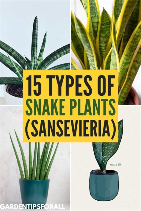 Discover The Different Types Of Snake Plants Sansevieria Here Are