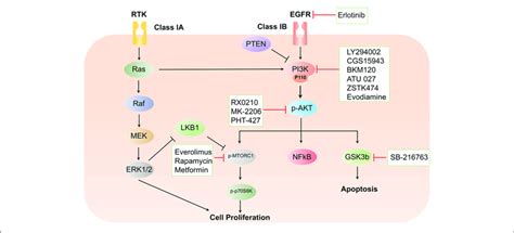 Schematic Representation Of The Pi3kakt Signaling Cascade And Download Scientific Diagram