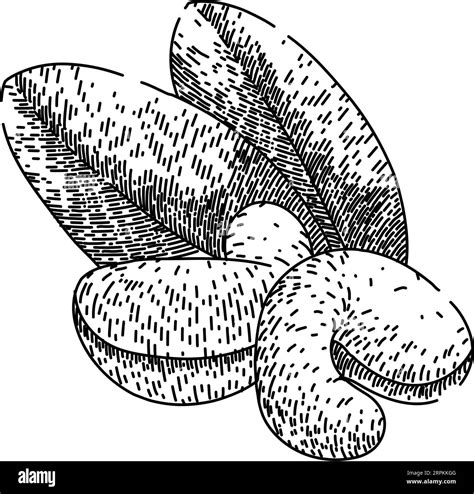 Fruit Cashew Nut Sketch Hand Drawn Vector Stock Vector Image And Art Alamy