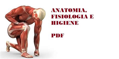 Anatomía fisiología e higiene PDF Tiempo de leer Arquetipo Digital