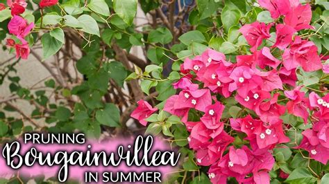 Pruning A Bougainvillea In Summer Mid Season For More Bloom Joy Us