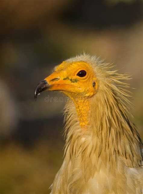 Portrait Of An Egyptian Vulture Stock Image Image Of Animal Vultures