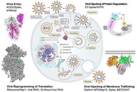 Host Interactions With Sars Cov Xiong Laboratory