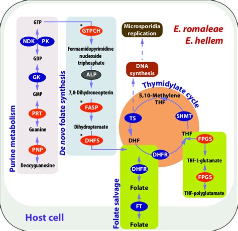 Hybrid Origin Of The Folate Metabolic Pathways In E Hellem And E