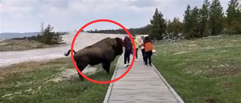 Woman Nearly Gored To Death After Trying To Pet Bison In Yellowstone ...