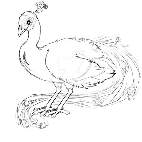 Peacock Sketch By Necolasa On Deviantart