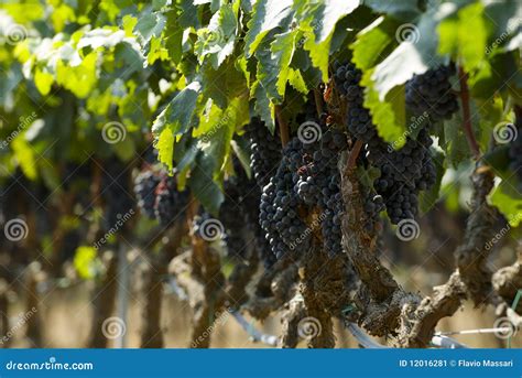 Red Grapes in vineyard stock image. Image of food, ripe - 12016281