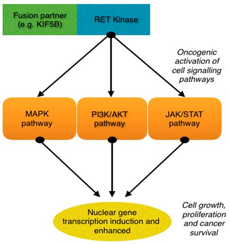 Rearranged During Transfection Ret Fusion Causing Oncogenic