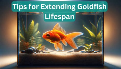 How Long Do Goldfish Live Aquapedia Hub