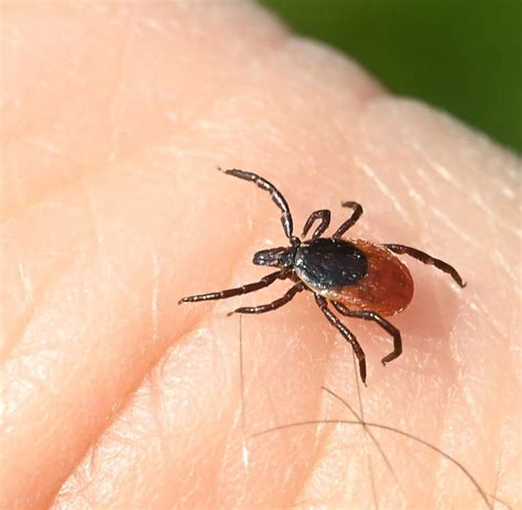 Zahl der Borreliose Fälle in Berlin gestiegen WELT