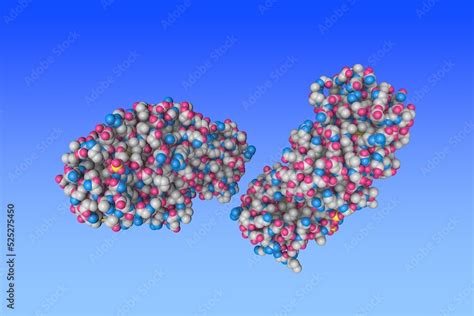 Human Annexin V After Refinement Implications For Structure Membrane