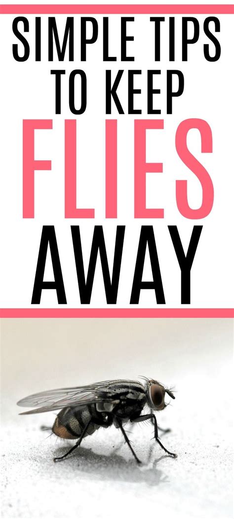 The Easiest Way To Keep Flies Away Keep Flies Away Get Rid Of Flies