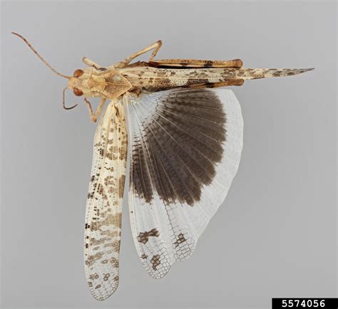 High Plains Grasshopper Dissosteira Longipennis Thomas 1872