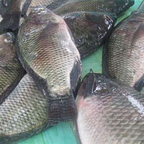 Raw Tilapia Fish For Restaurant Packaging Type Insulated Box At Rs