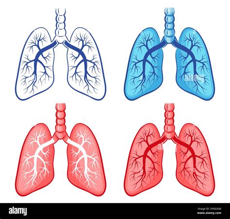 Pulmones Humanos Anatom A Del Rgano Respiratorio Bronquial Sistema