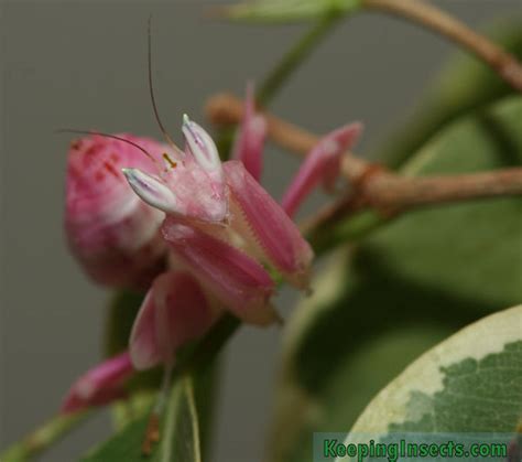 Praying mantis species | Keeping Insects