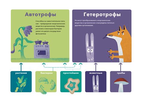 Автотрофы и гетеротрофы