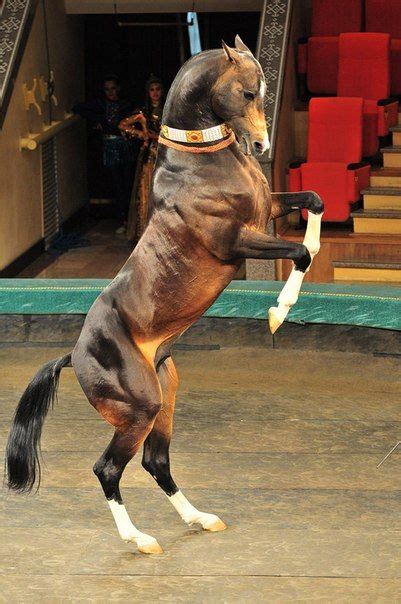 Akhal Teke Horse Rearing Up So Tall And Pretty Ахал теке Красивые