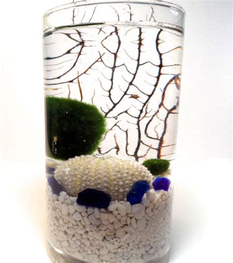 Zen Marimo Terrarium Live Japanese Marimo Moss Ball Terrarium Etsy