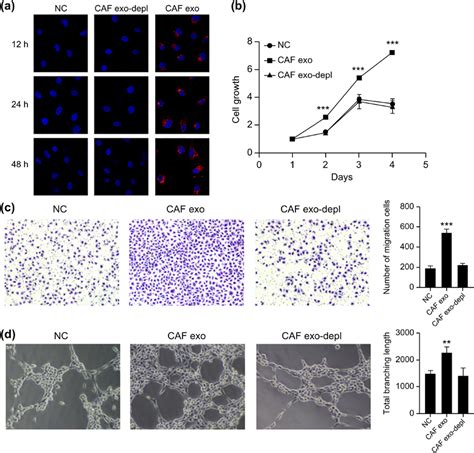 The Effect Of CAF Derived Exosomes On MMECs A The Uptake Of CAF